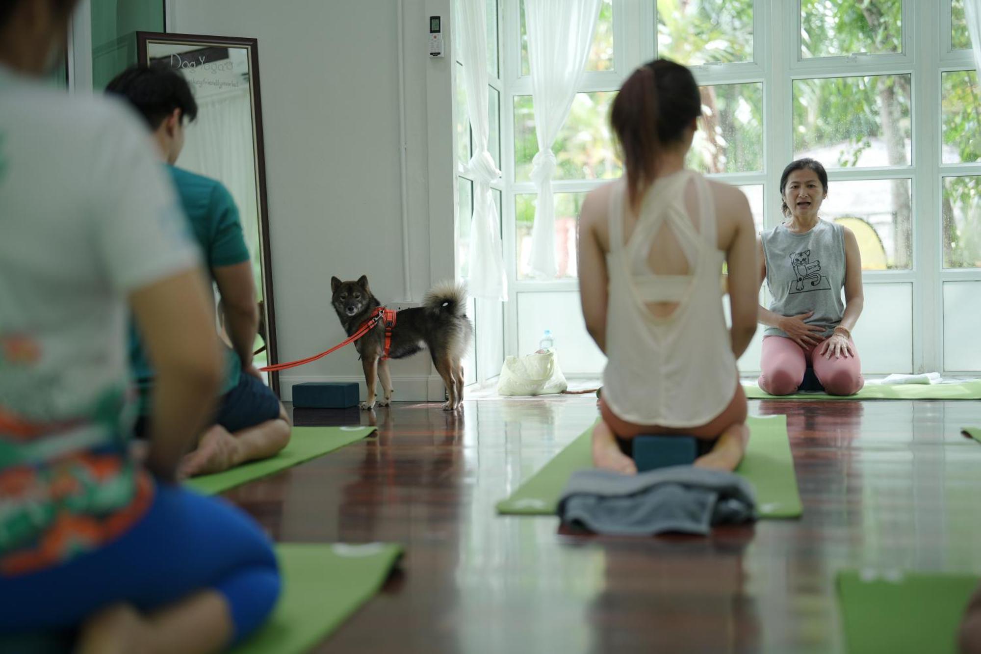 Blu Monkey Pooltara Krabi Hotel & Villas Pet Friendly Esterno foto
